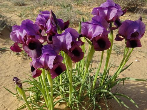 Iris mariae, Israël