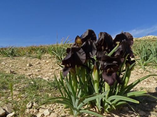 Iris nigricans, Jordanië