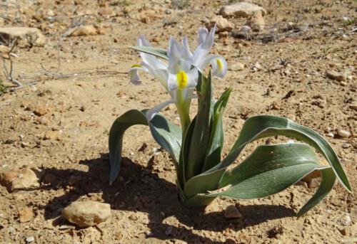 Iris regis uzziae, Israël