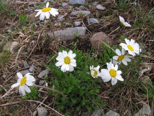 Leucantemopsis alpina