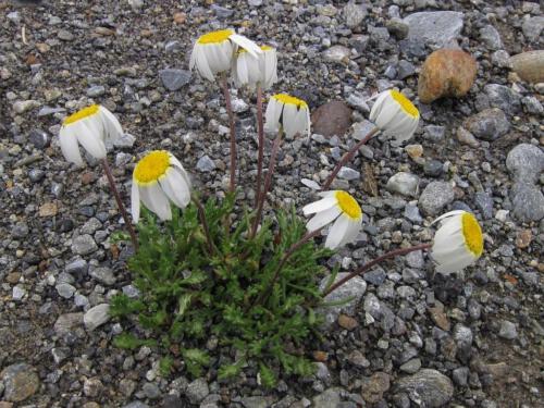 Leucanthemopsis alpina