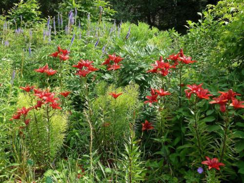 Lilium Landini enVeronicastrum virginicum