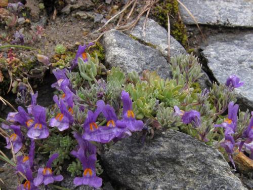 Linaria alpina