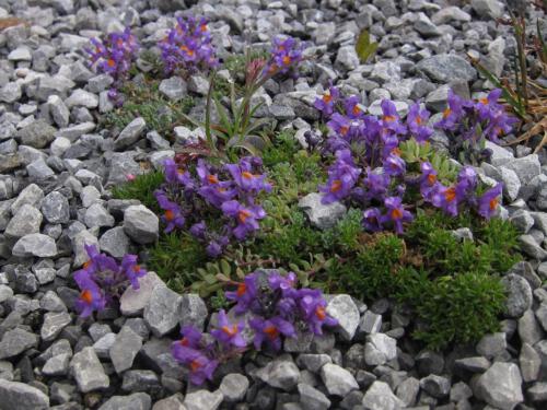 Linaria alpina