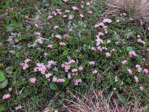 Loiseleuria procumbens