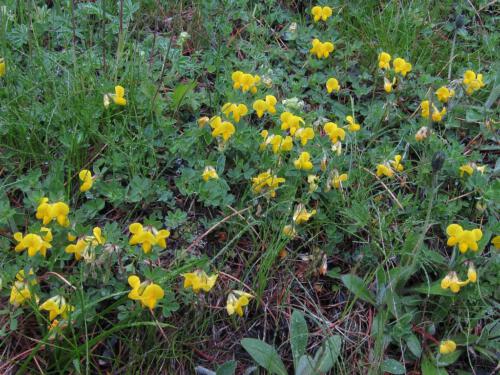 Lotus cornicularis