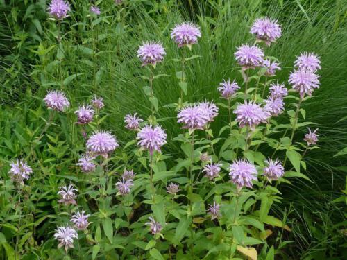 Monarda fistulosa var. menthifolia 'Mohikaner'