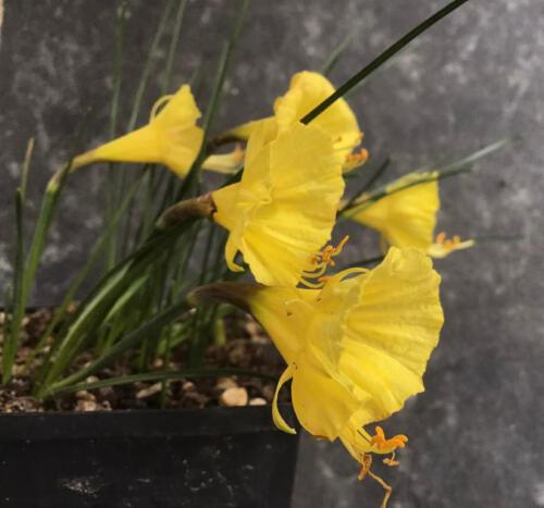 Narcissus romieuxii