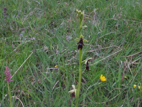 Ophrys insectifera