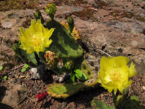 Opuntia humifusa