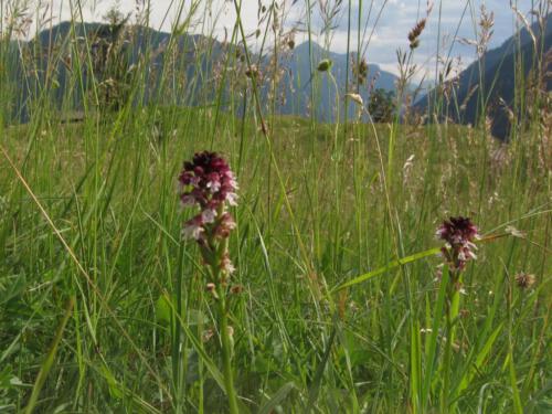 Orchis ustulata