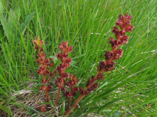 Orobanche lutea