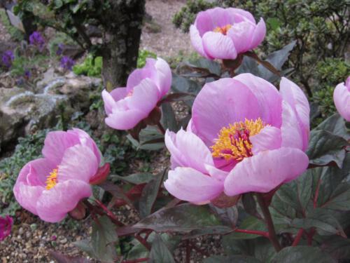 Paeonia cambedessii