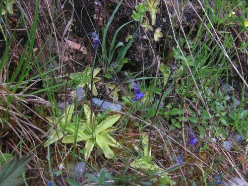 Pinguicula vulgaris