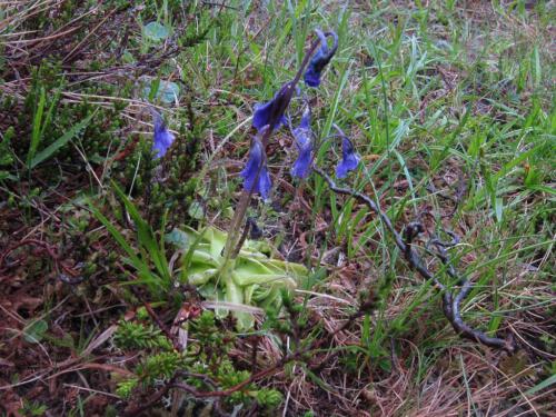 Pinguicula vulgaris