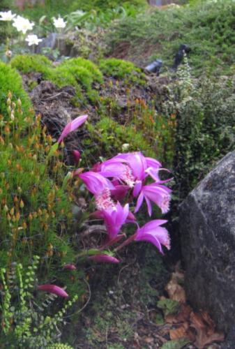 Pleione formosana 'Tongariro'