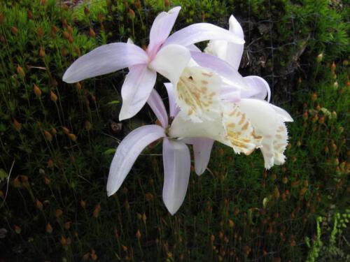 Pleione formosana