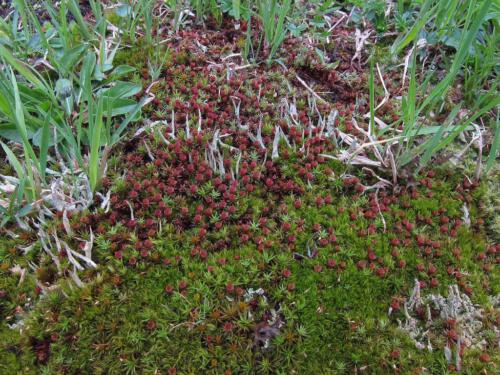 Polytrichum piliferum