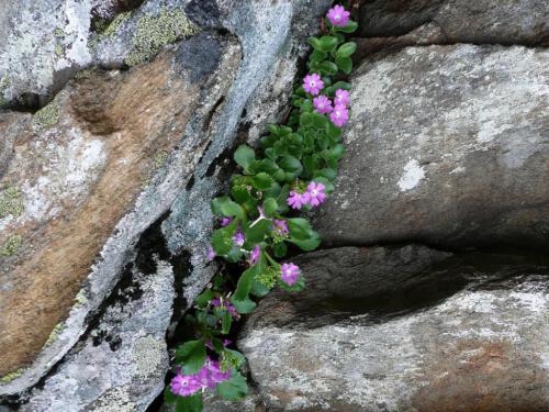 Primula hirsuta