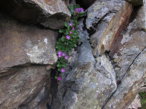 Primula hirsuta