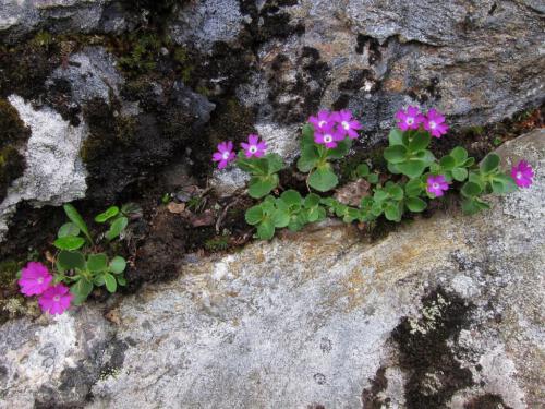 Primula hirsuta