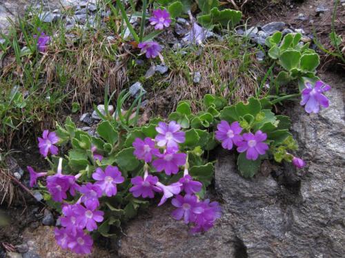 Primula hirsuta