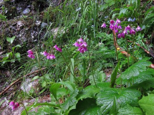 Primula matthioli