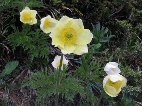 Pulsatilla alpina