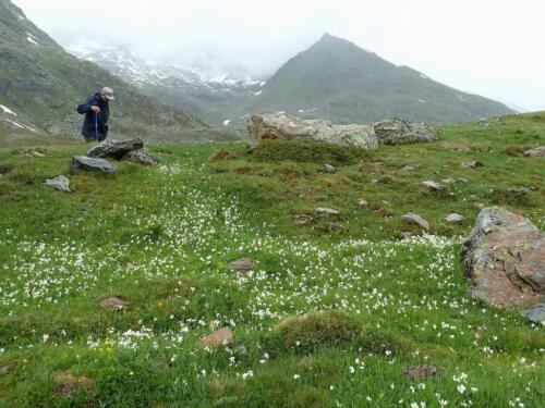 Ranunculus alpestrisr