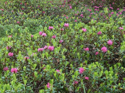 Rhododendron ferrugineum