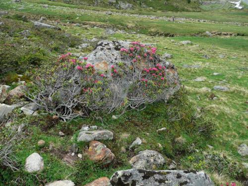 Rhododendron ferrugineum