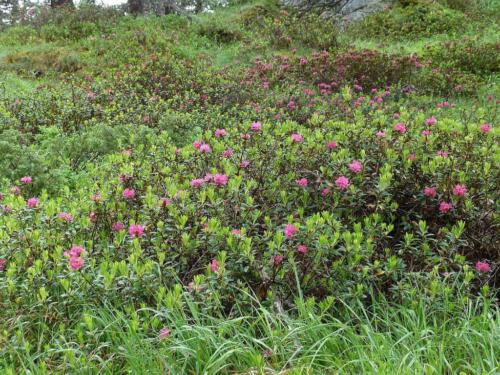 Rhododendron ferrugineum