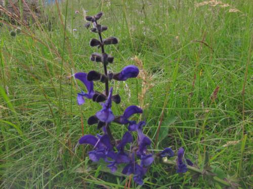 Salvia pratensis