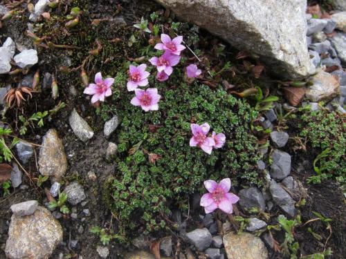 Saxifraga oppositifolia