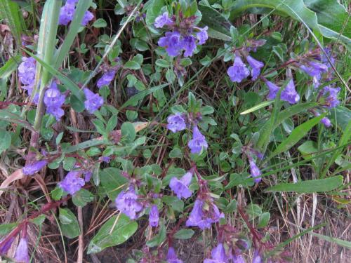 Scutellaria galericulata