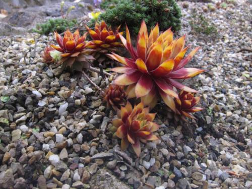 Sempervivum 'Gold Nugget'