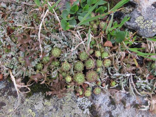 Sempervivum montanum en Cetraria islandica