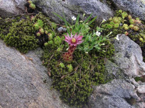 Sempervivum montanum en Gypsophila repens