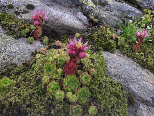 Sempervivum montanum