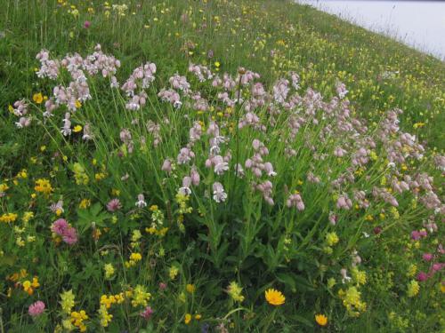 Silene vulgaris