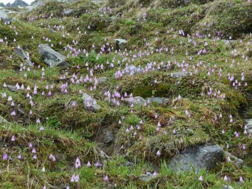 Soldanella pusilla