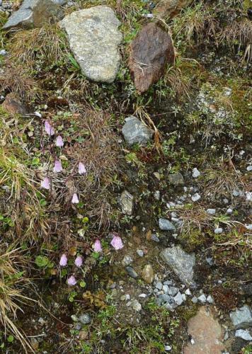 Soldanella pusilla