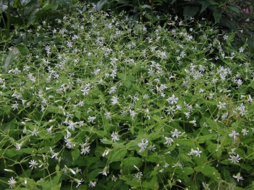 Stellaria nemorum