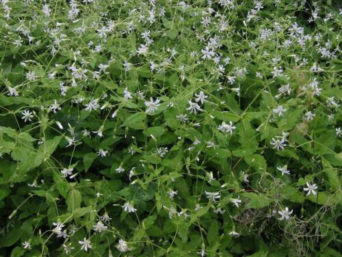 Stellaria nemorum