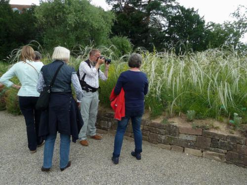 Stipa pulcherrima fa nudicostata