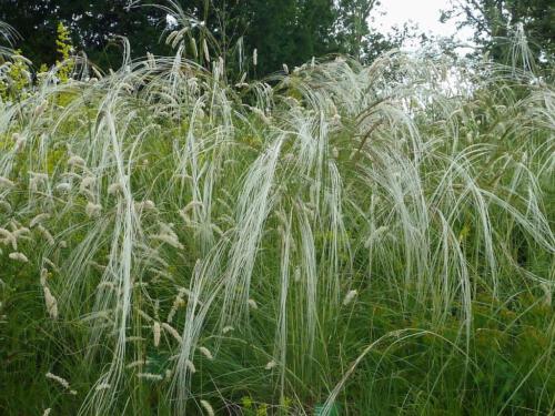 Stipa pulcherrima fa nudicostata