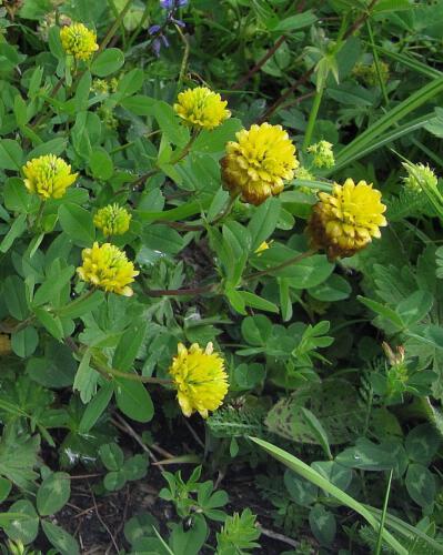 Trifolium spadiceum