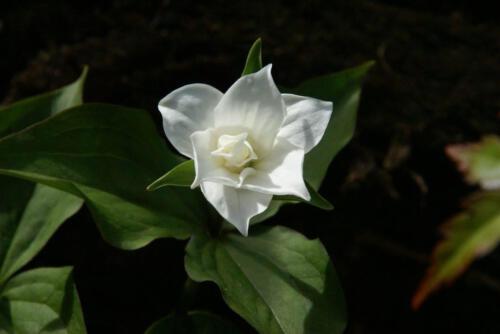Trillium grandiflorum 'Flore Pleno'