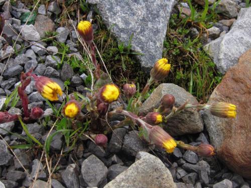 Tussilago farfara