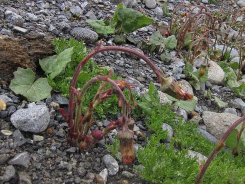 Tussilago farfara